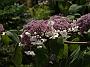 Hydrangea aspera Macrophylla1